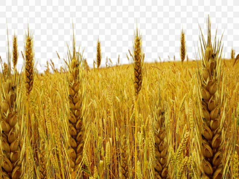 Parable Of The Tares Wheat, PNG, 900x675px, Parable Of The Tares, Agriculture, Avena, Barley, Cereal Download Free