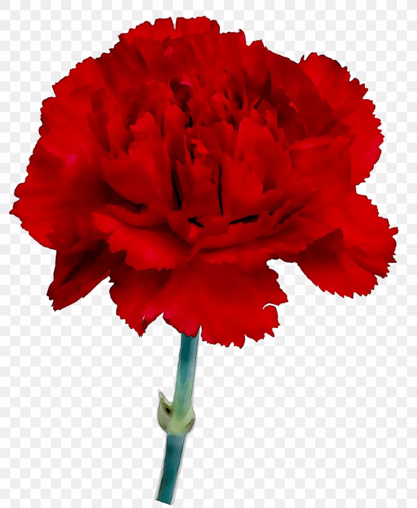 Carnation Cut Flowers Plant Stem Plants, PNG, 1380x1681px, Carnation, Annual Plant, Caryophyllales, Coquelicot, Cut Flowers Download Free