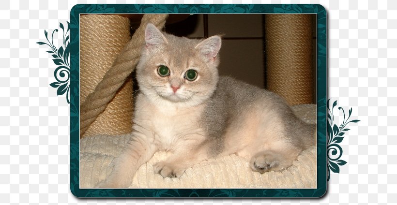 European Shorthair American Shorthair Burmilla Australian Mist Singapura Cat, PNG, 677x424px, European Shorthair, American Shorthair, Asia, Asian, Australian Mist Download Free