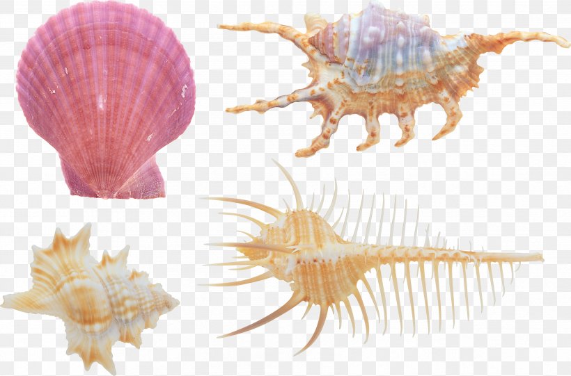Seashell Sea Snail, PNG, 3409x2251px, Seashell, Balcis Grandis, Bivalvia, Conch, Conchology Download Free