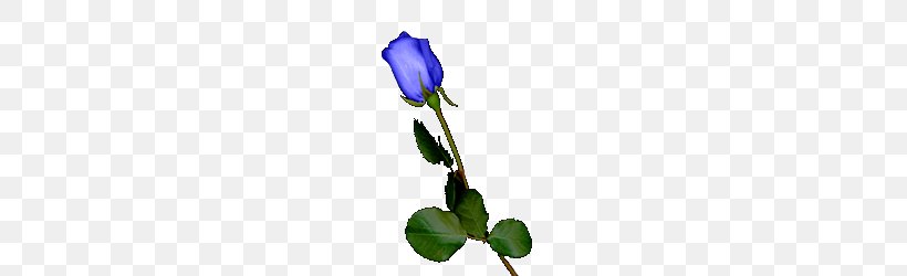 Blue Rose Garden Roses Centifolia Roses Purple Cut Flowers, PNG, 220x250px, Blue Rose, Bellflower, Bellflower Family, Black Rose, Blue Download Free