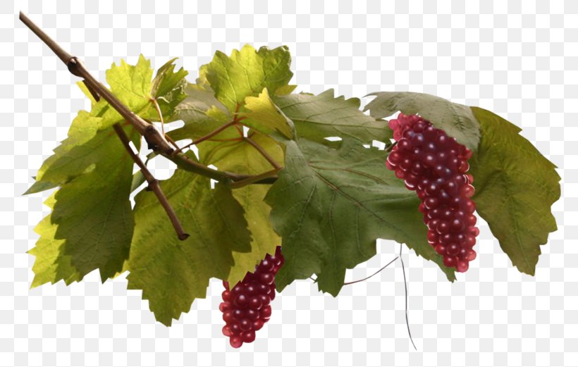 Common Grape Vine Grape Leaves Seedless Fruit, PNG, 800x521px, Grape, Berry, Blackberry, Blog, Branch Download Free