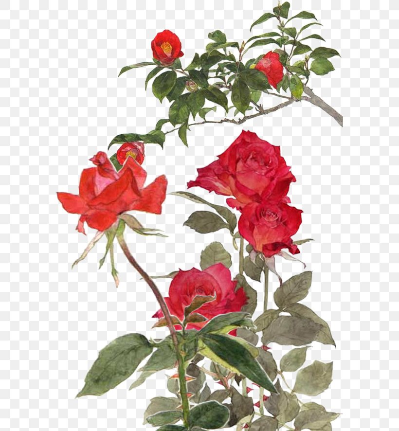 Garden Roses Centifolia Roses Rosa Chinensis Memorial Rose Beach Rose, PNG, 591x886px, Garden Roses, Annual Plant, Artificial Flower, Beach Rose, Branch Download Free