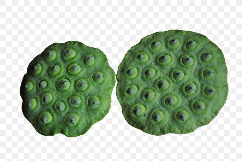 Nelumbo Nucifera Lotus Seed, PNG, 752x546px, Nelumbo Nucifera, Fruit, Gratis, Green, Lotus Root Download Free