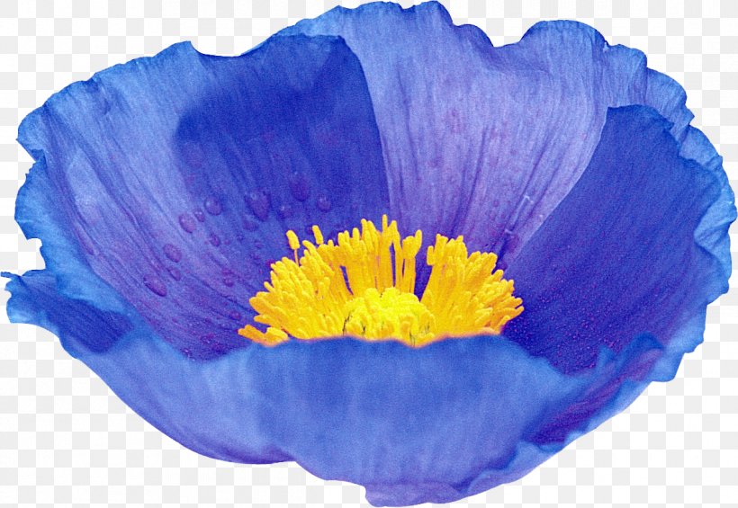 Poppy Purple Lavender Lilac Flower, PNG, 1191x821px, 7 April, Poppy, Advertising, Blue, Cobalt Blue Download Free