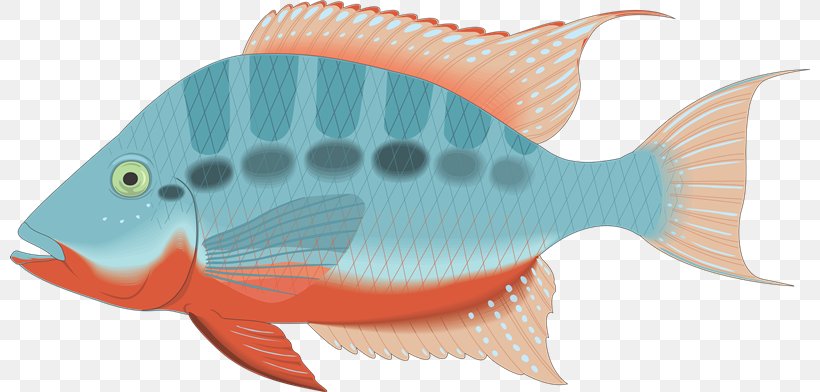 Vertebrate Fish Clip Art, PNG, 800x392px, Vertebrate, Coral Reef Fish, Drawing, Ecosystem, Fauna Download Free