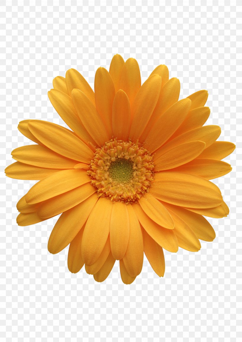 Flower Orange Transvaal Daisy Clip Art, PNG, 2513x3540px, Flower, Chrysanths, Color, Common Daisy, Cut Flowers Download Free