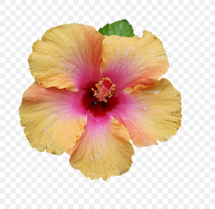 Shoeblackplant Common Hibiscus Flower, PNG, 800x800px, Shoeblackplant, Chinese Hibiscus, Common Hibiscus, Flower, Flowering Plant Download Free