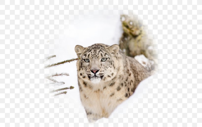 Snow Leopard Steemit Big Cat Earth, PNG, 488x517px, Leopard, Big Cat, Big Cats, Carnivoran, Cat Like Mammal Download Free