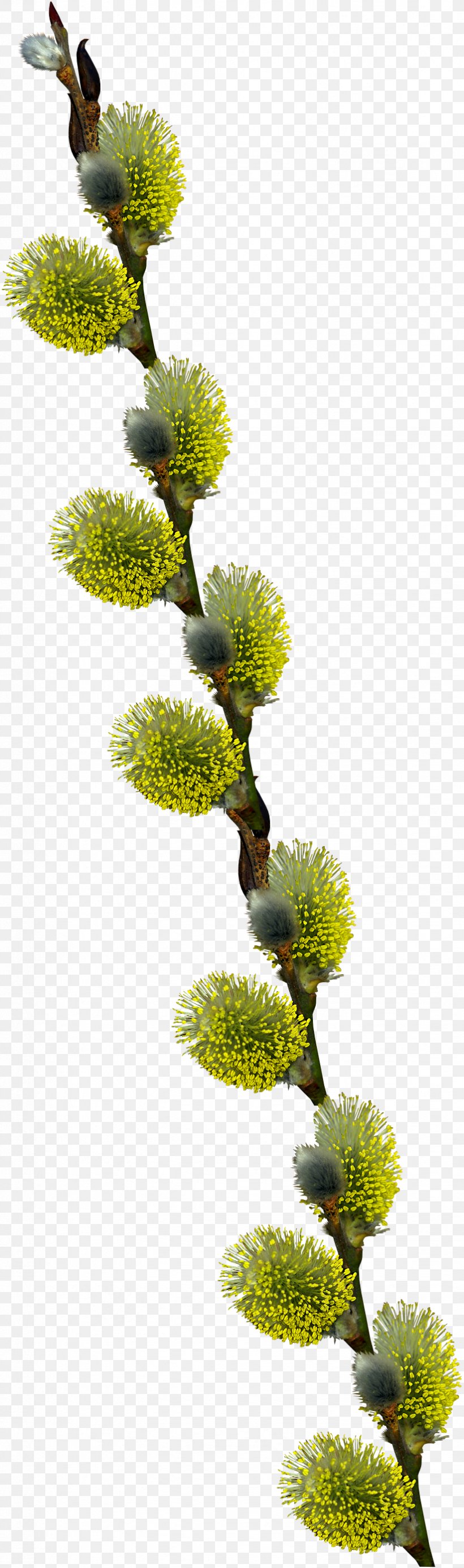 Tree Clip Art, PNG, 823x2778px, Tree, Branch, Flora, Flower, Information Download Free