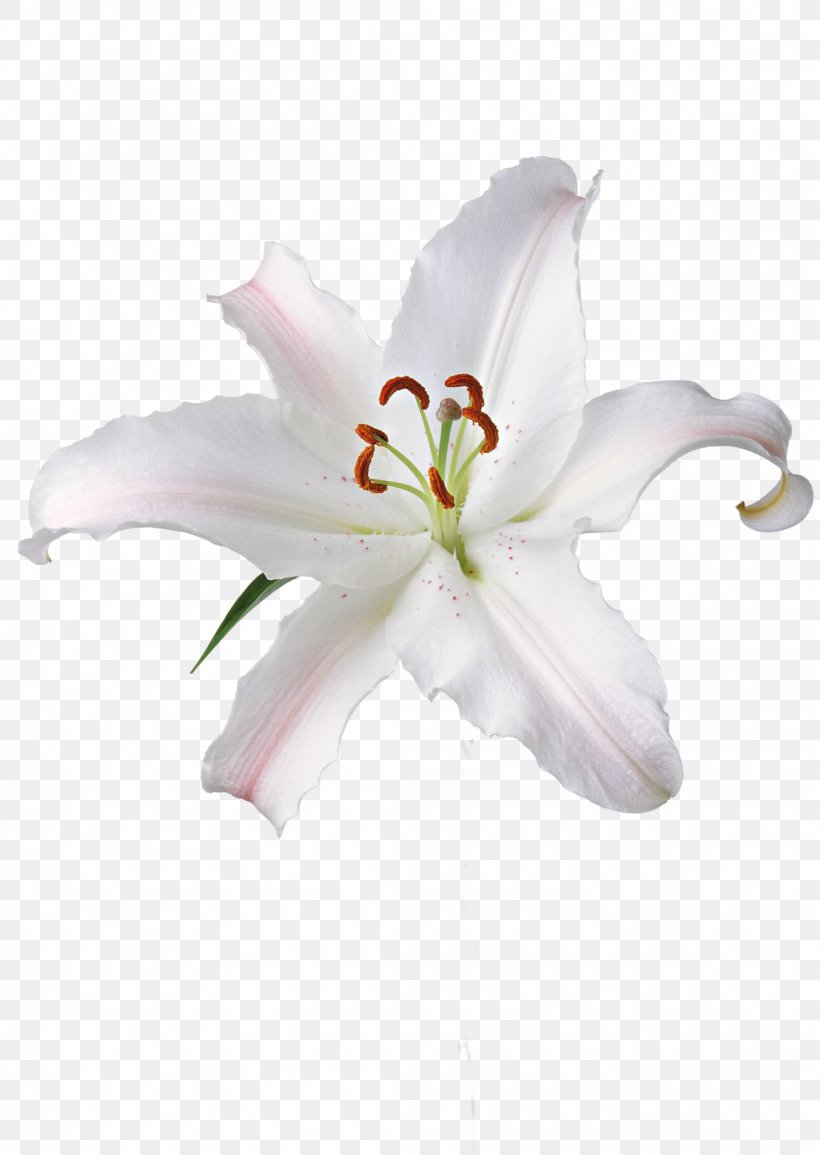 Flower Fleur-de-lis Madonna Lily Image Clip Art, PNG, 2094x2950px, Flower, Cut Flowers, Drawing, Fleurdelis, Floral Design Download Free