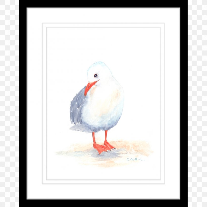 Water Bird Gulls Seabird Goose, PNG, 1000x1000px, Bird, Anatidae, Animal, Beak, Color Download Free