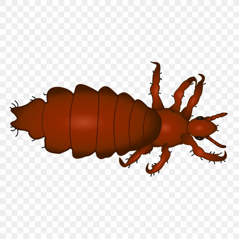 Head Louse Insect Head Lice Infestation Scalp, PNG, 2400x2400px, Louse, Arthropod, Blood, Child, Head Download Free