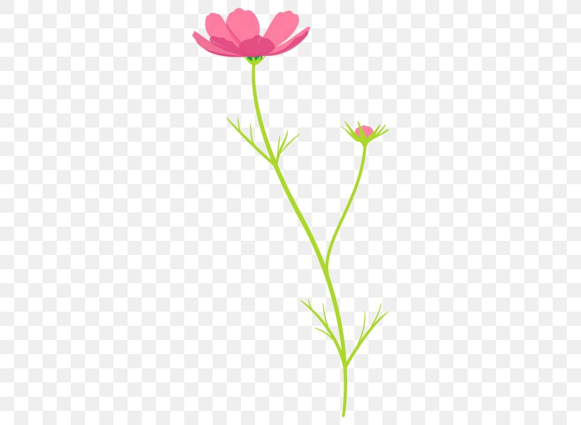Illustration Cosmos Plants Leaf Petal, PNG, 600x600px, Cosmos, Flora, Flower, Flowering Plant, Grass Download Free
