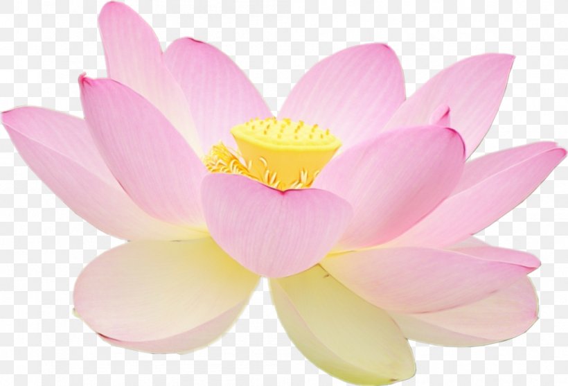 Lotus, PNG, 996x677px, Watercolor, Aquatic Plant, Flower, Flowering Plant, Lotus Download Free
