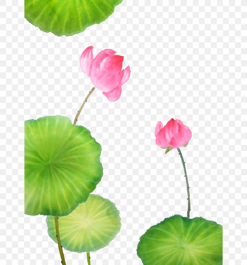 Nelumbo Nucifera Pancavidya Graphic Design Buddhism, PNG, 658x878px, Nelumbo Nucifera, Annual Plant, Aquatic Plant, Art, Buddhism Download Free