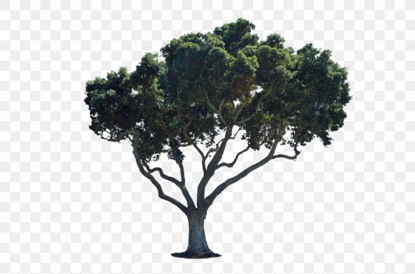 Tree Desktop Wallpaper Clip Art, PNG, 1024x678px, Tree, Bicubic Interpolation, Branch, Houseplant, Oak Download Free