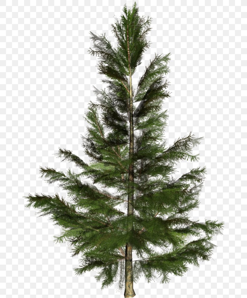 Spruce Christmas Tree Conifers Nordmann Fir, PNG, 673x991px, Spruce, Biome, Branch, Christmas Day, Christmas Decoration Download Free