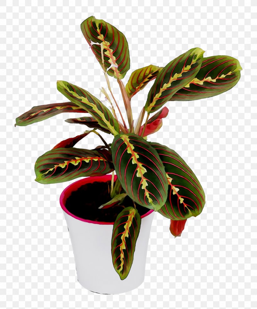 Arrowroots Flowerpot Houseplant, PNG, 1331x1600px, Arrowroots, Arrowroot, Arrowroot Family, Flower, Flowering Plant Download Free
