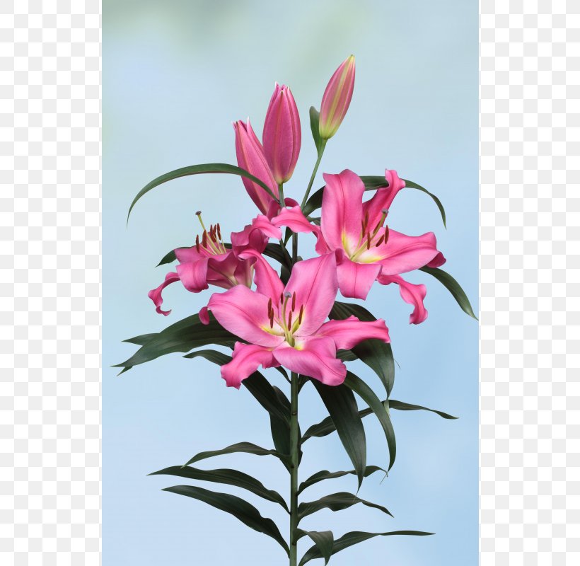Floral Design Lily Of The Incas Cut Flowers Pink M, PNG, 800x800px, Floral Design, Alstroemeriaceae, Cut Flowers, Flora, Floristry Download Free
