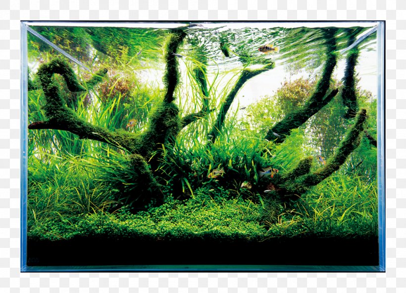 Nature Aquarium World Aquascaping Aqua Design Amano Aquarium Filters, PNG, 992x716px, Aquarium, Aqua Design Amano, Aquarium Filters, Aquariums, Aquascaping Download Free