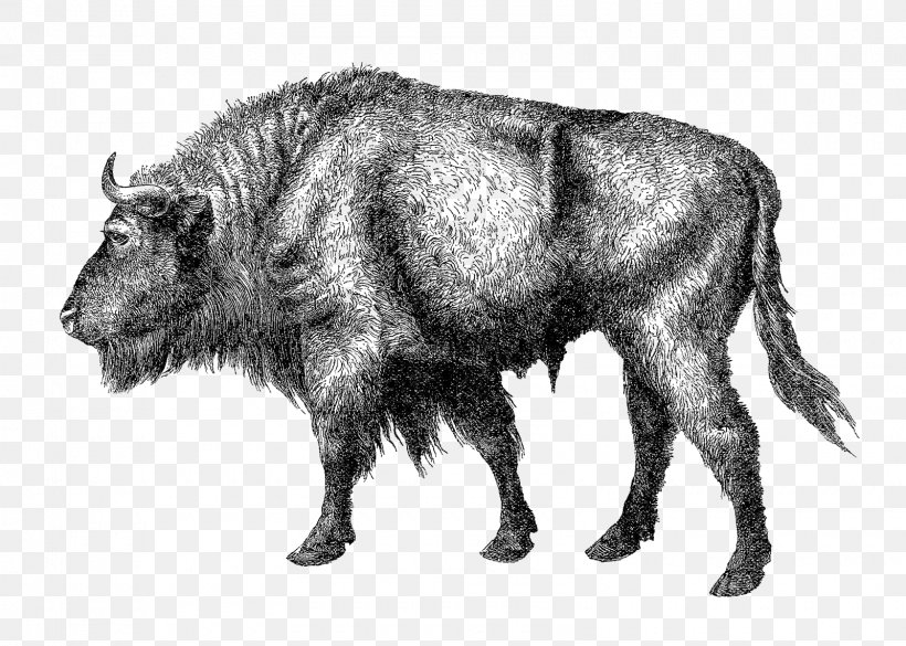 Elm Creek Wild Boar Cattle Bison Peccary, PNG, 1600x1143px, Elm Creek, Animal, Bison, Black And White, Buffalo County Nebraska Download Free