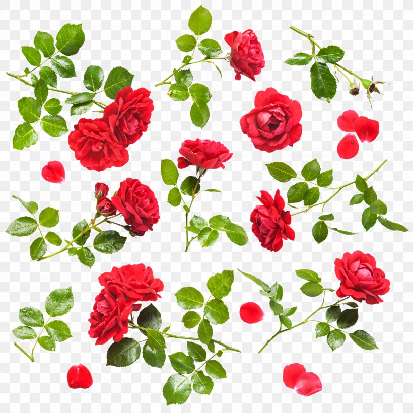 Rose Stock Photography Flower Drop Clip Art, PNG, 7124x7124px, Rose, Annual Plant, Artificial Flower, Branch, Cut Flowers Download Free