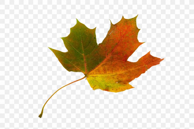 Sugar Maple Maple Leaf Japanese Maple Autumn Leaf Color, PNG, 1280x853px, Sugar Maple, Acer Macrophyllum, Autumn, Autumn Leaf Color, Color Download Free