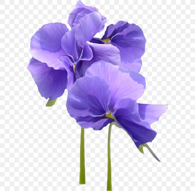 Violet Parr Flower Pansy, PNG, 595x800px, Violet, Blue, Cut Flowers, Floral Design, Flower Download Free