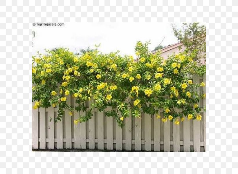 Allamanda Cathartica Trumpet Vine Flowering Plant, PNG, 600x600px, Allamanda Cathartica, Allamanda, Fence, Flower, Flowering Plant Download Free