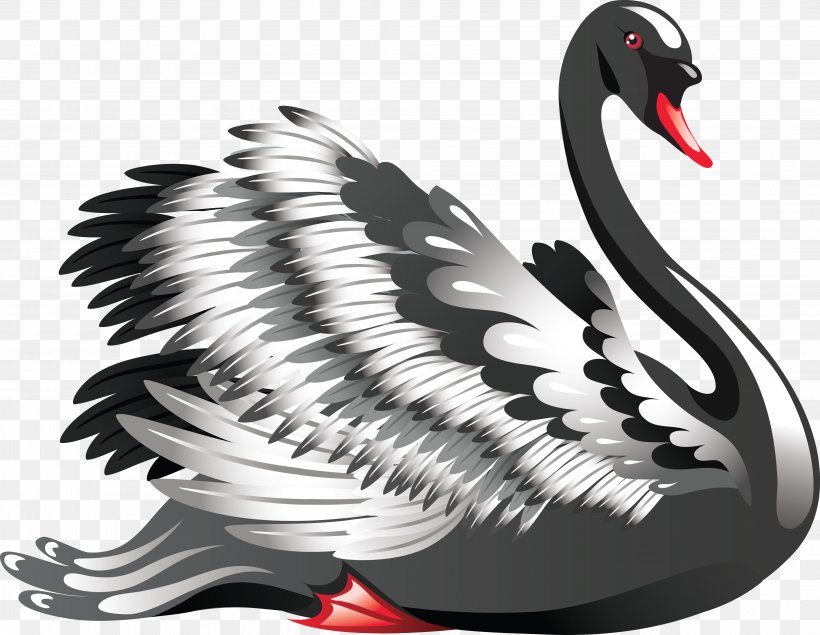 Crane, PNG, 4146x3211px, Black Swan, Beak, Bird, Black And White, Cygnini Download Free