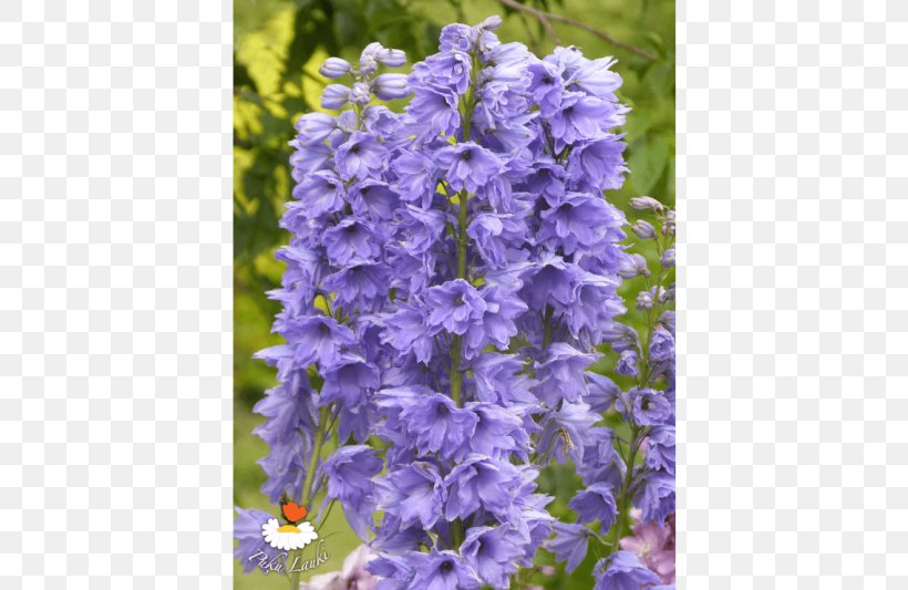 English Lavender Bellflower Violet Larkspur, PNG, 720x533px, English Lavender, Bellflower, Bellflower Family, Delphinium, Family Download Free