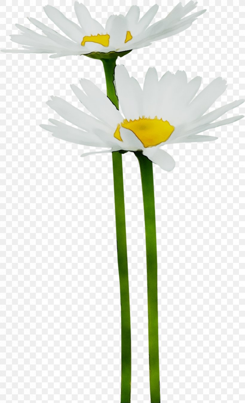 Oxeye Daisy Yellow Plant Stem Plants, PNG, 838x1379px, Oxeye Daisy, Aquatic Plant, Botany, Camomile, Chamomile Download Free