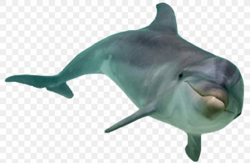 Transparency Clip Art Common Bottlenose Dolphin Tucuxi, PNG, 851x554px, Common Bottlenose Dolphin, Bottlenose Dolphin, Cetacea, Dolphin, Fauna Download Free