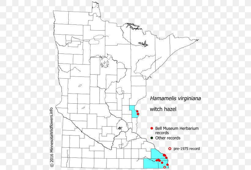 Rhynchospora Capitellata Beaksedge Minnesota Chameleon Plant Knapweeds, PNG, 502x556px, Minnesota, Aesculus, Area, Chameleon Plant, Diagram Download Free