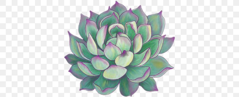 Succulent Plant Paper Bumper Sticker Drawing, PNG, 383x334px, Succulent Plant, Aquatic Plant, Botanical Illustration, Bumper Sticker, Cactaceae Download Free