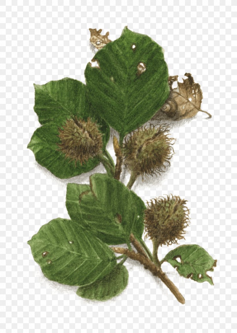 Tree European Beech Beechnut Fagus Grandifolia Leaf, PNG, 852x1200px, Tree, Autumn, Beechnut, Death, Drawing Download Free