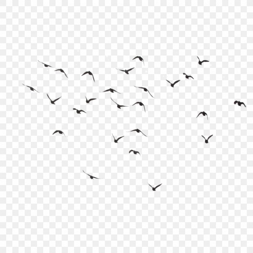 Bird Flight Clip Art Flock, PNG, 1773x1773px, Bird, Animal Migration, Area, Beak, Bird Flight Download Free