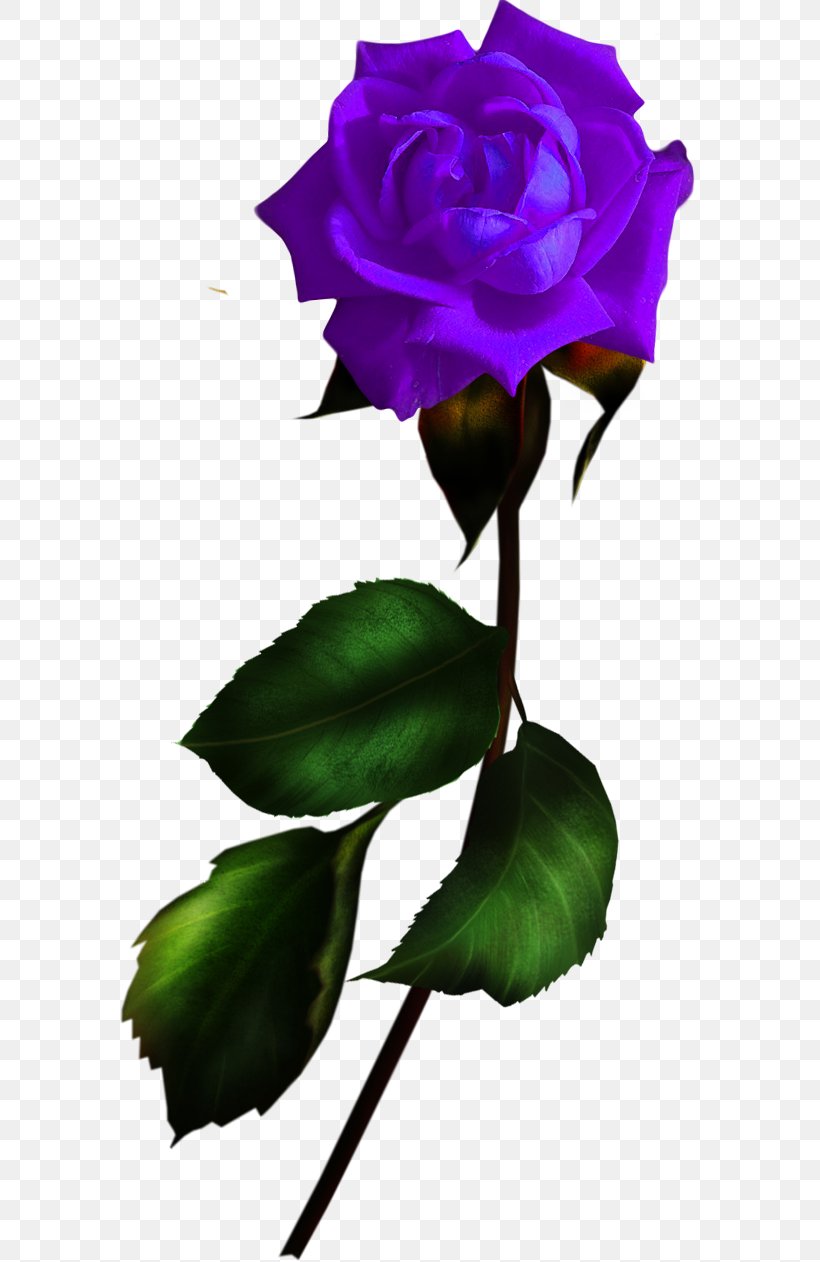 Garden Roses Blue Rose Flower Rosa Gallica, PNG, 579x1262px, Garden Roses, Blue, Blue Rose, Color, Cut Flowers Download Free