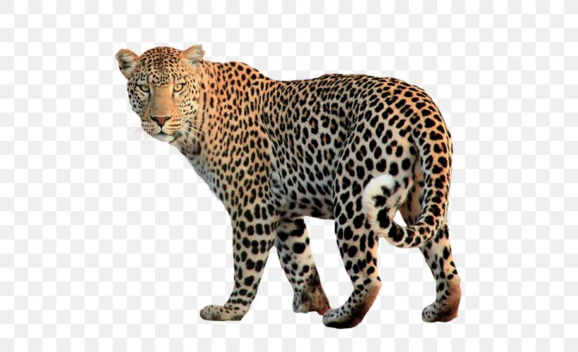 Jaguar Felidae Clip Art, PNG, 500x500px, Jaguar, Animal Figure, Big Cats, Carnivoran, Cat Like Mammal Download Free