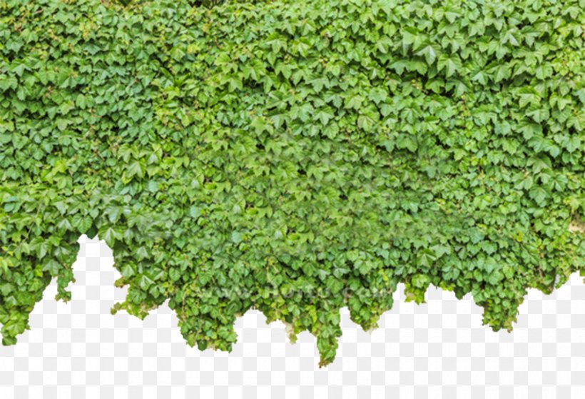 Parthenocissus Tricuspidata Ivy Plant Green, PNG, 900x614px, Parthenocissus Tricuspidata, Flowering Plant, Grass, Green, Green Wall Download Free