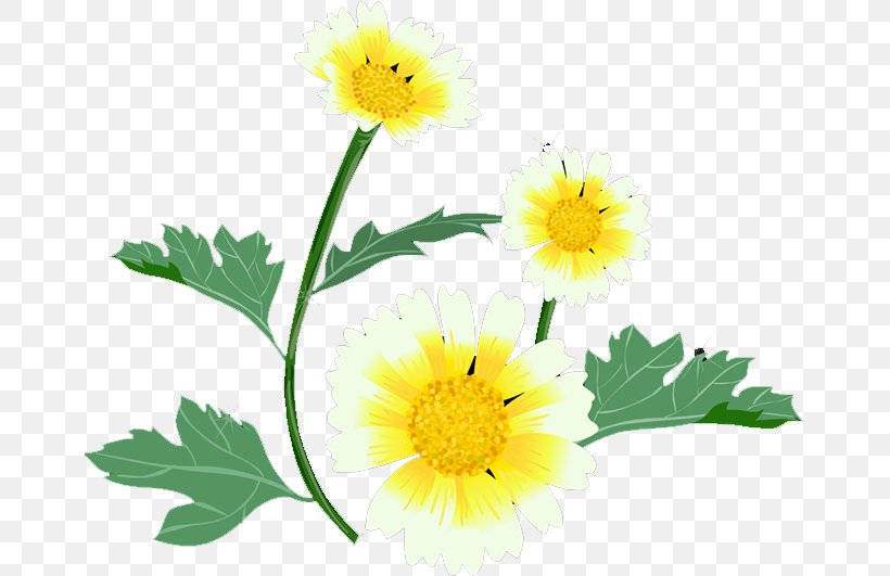 Glebionis Coronaria Roman Chamomile Yellow Floral Design Petal, PNG, 663x531px, Glebionis Coronaria, Calendula, Chamaemelum, Chamaemelum Nobile, Chrysanthemum Download Free