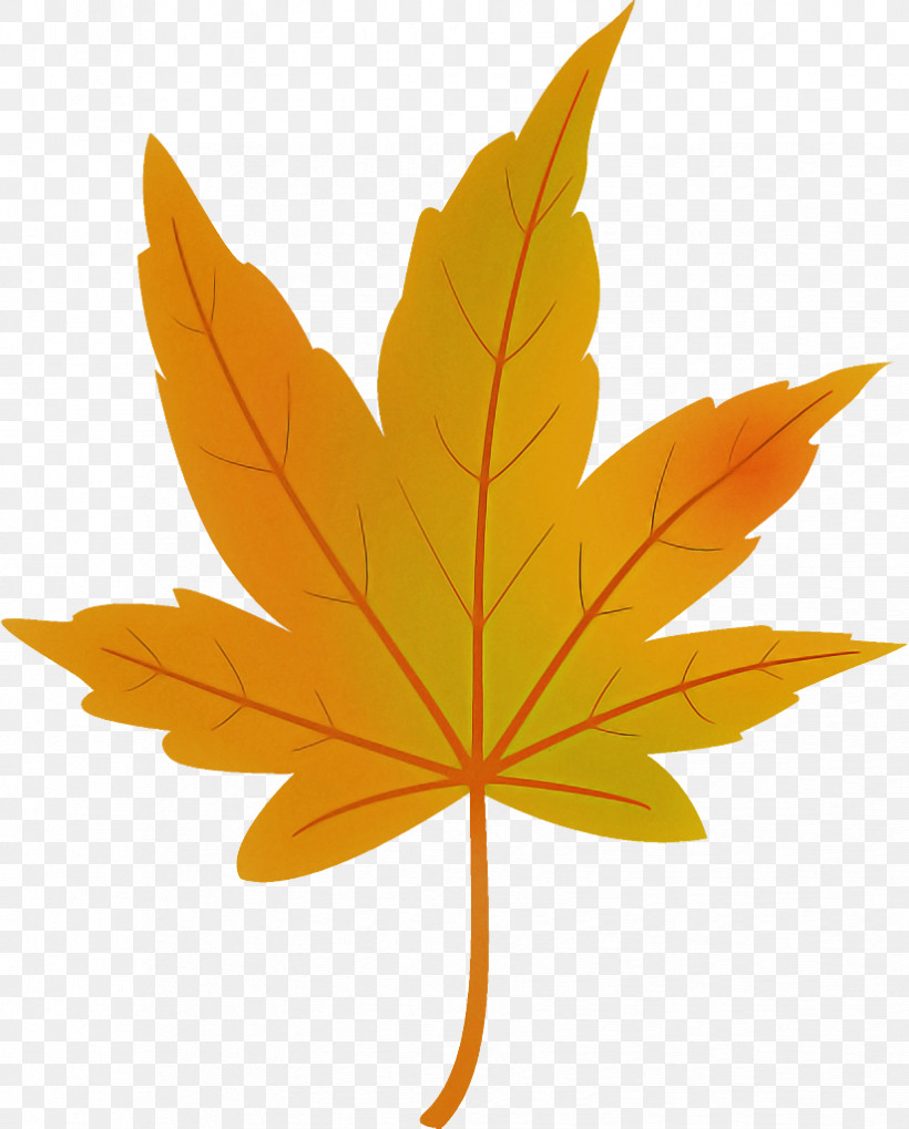 Maple Leaf Autumn Leaf Yellow Leaf, PNG, 824x1024px, Maple Leaf, Autumn Leaf, Black Maple, Deciduous, Flower Download Free