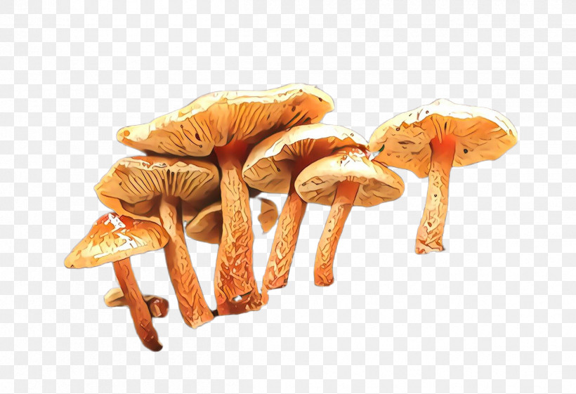 Mushroom Agaricus Champignon Mushroom Agaricaceae Edible Mushroom, PNG, 2416x1655px, Mushroom, Agaricaceae, Agaricomycetes, Agaricus, Champignon Mushroom Download Free