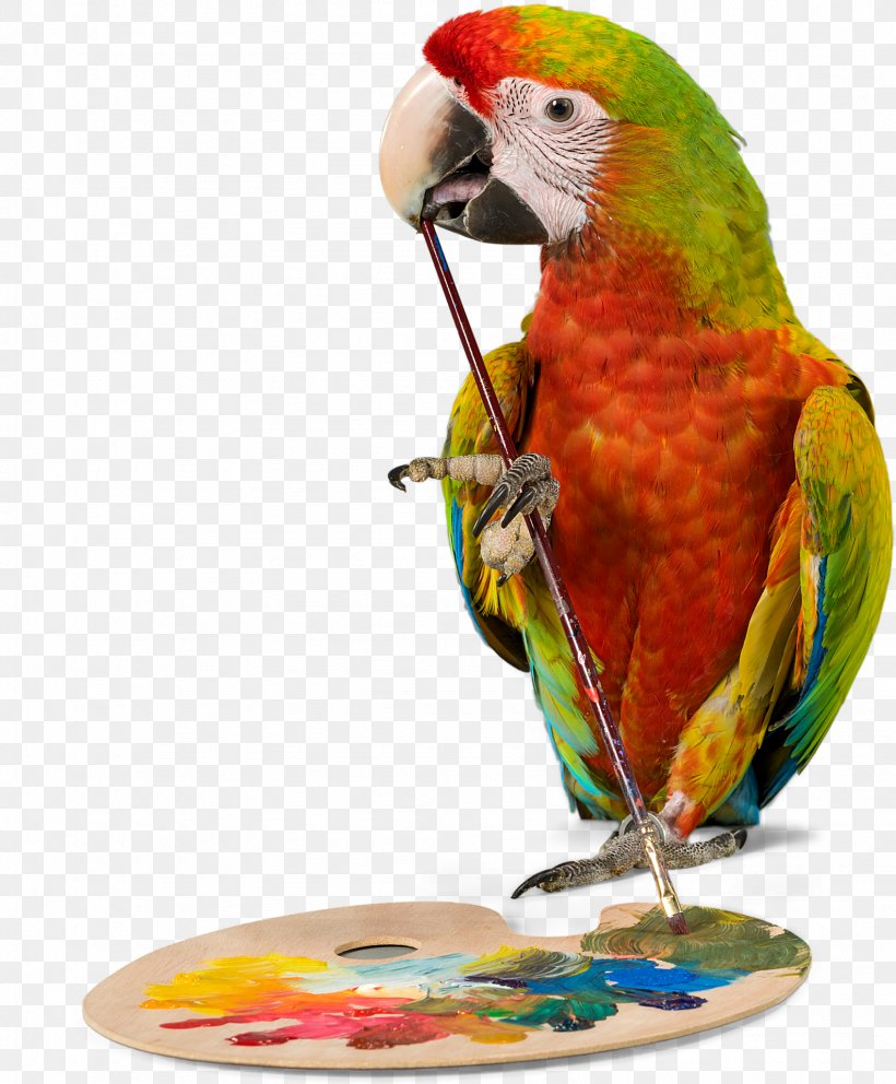Bird Parrot Budgerigar Cockatiel Pet, PNG, 1586x1920px, Bird, Animal, Beak, Bird Supply, Budgerigar Download Free