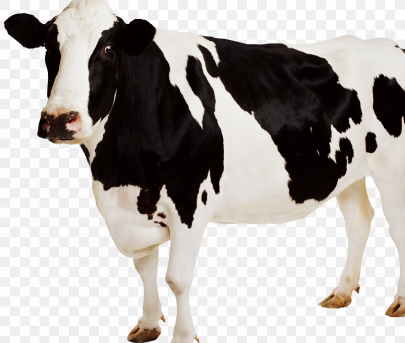 Jersey Cattle Sticker Dairy Cattle Clip Art, PNG, 973x824px, Jersey Cattle, Brahman Cattle, Bull, Cattle, Cattle Like Mammal Download Free