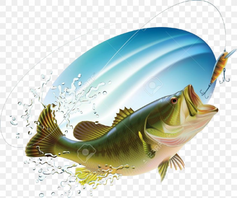 Largemouth Bass Bass Fishing Drawing, PNG, 918x768px, Largemouth Bass, Bass, Bass Fishing, Black Basses, Bony Fish Download Free