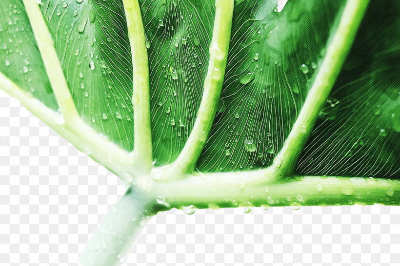 Aloe Vera, PNG, 1920x1280px, Plant Stem, Agave, Aloe Vera, Aloe Vera Aloe Vera, Aloes Download Free
