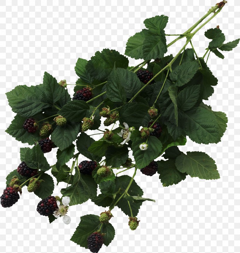 Blackberry Fruit Thorns, Spines, And Prickles Raspberry Bramble, PNG, 2392x2518px, Blackberry, Amora, Auglis, Berry, Black Raspberry Download Free