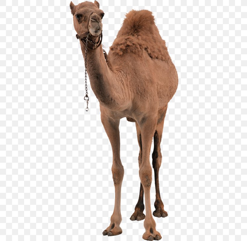 Dromedary Bactrian Camel, PNG, 364x800px, Dromedary, Arabian Camel, Bactrian Camel, Camel, Camel Like Mammal Download Free
